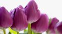 Flowers tulips macro purple wallpaper