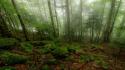 Forests brown fog mist foam moss grove wallpaper