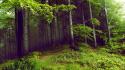 Green trees dark forests mysterious wallpaper