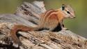 Nature animals outdoors chipmunks wallpaper
