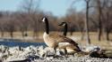 Nature birds animals lakes geese wallpaper