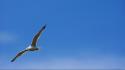 Nature birds seagulls white bird tern skies wallpaper