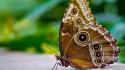 Nature wings yellow insects wildlife blurred background butterflies wallpaper