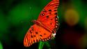 Orange insects dots butterfly blurred background butterflies wallpaper