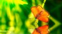 Orange insects wildlife reflections blurred background butterflies wallpaper