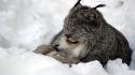 Snow animals lynx wallpaper