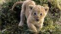 Animals cubs lions wallpaper