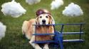 Animals dogs funny wallpaper