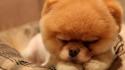 Animals dogs thanksgiving pets pomeranian boo wallpaper