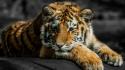 Animals tigers color splash wallpaper