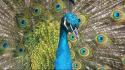 Birds animals peacocks wallpaper