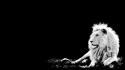 Black and white lions wallpaper