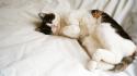 Cats animals beds lying down pets domestic cat wallpaper