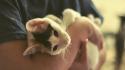 Cats animals hands pets body parts domestic cat wallpaper