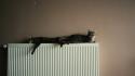 Cats animals pets radiator domestic cat wallpaper