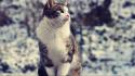 Cats snowcat wallpaper
