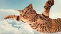 Clouds cats animals fly skies wallpaper