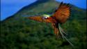 Flying birds macaw blurred background wallpaper