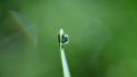 Grass water drops macro green background waterdrops wallpaper