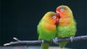 Multicolor birds animals love bird wallpaper