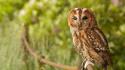 Nature birds animals owls wallpaper