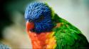 Nature birds animals parrots wallpaper