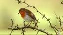Nature birds animals robins wallpaper