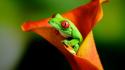 Nature frogs wallpaper