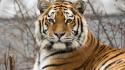Nature tigers wildcat wallpaper
