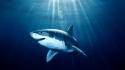 Paintings fish sharks artwork underwater sea wallpaper