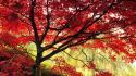 Trees autumn maple wallpaper