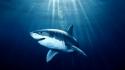 Water animals sharks wallpaper