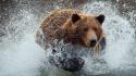Water animals wet grizzly bears running wild wallpaper