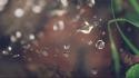 Water drops macro spider webs wallpaper
