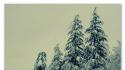 Winter snow trees pine wallpaper