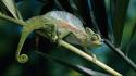Animals chameleons camouflage reptiles wallpaper