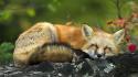 Sleeping Red Fox wallpaper