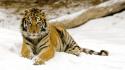 Snowy Afternoon Tiger Other wallpaper