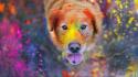 Animals dogs paint colors retriever wallpaper
