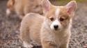 Animals dogs puppies corgi pets corki wallpaper