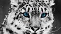Animals eyes tigers wallpaper