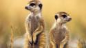 Animals meerkats savage african wild life wallpaper