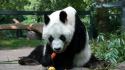 Animals panda bears carrots wallpaper