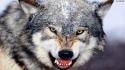 Animals savage wolves wallpaper