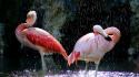 Birds animals flamingos wallpaper