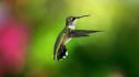 Birds bokeh hummingbirds colibri wallpaper
