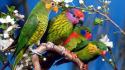 Birds parrots wallpaper