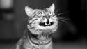 Black and white cats funny singers wallpaper