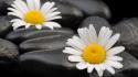 Camomile flower on stone wallpaper
