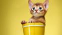 Cats animals kittens simple background wallpaper